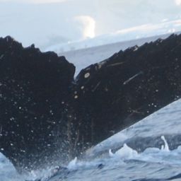Fluke of BTBEL-Mn_03_049