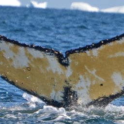 Fluke of BTBEL-Mn_1b_095