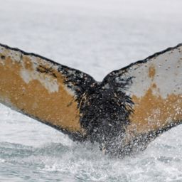 Fluke of BTBEL-Mn_1c_047