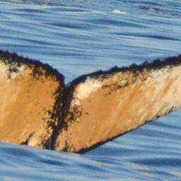 Fluke of BTBEL-Mn_1c_049