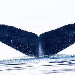 Fluke of SEAK-0353