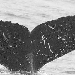 Fluke of Tamu