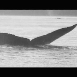 Fluke of Olowalu