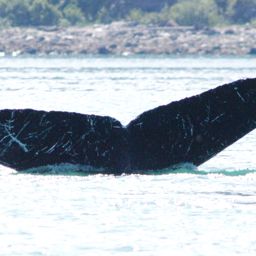 Fluke of Black Fork