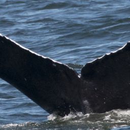 Fluke of CRC-10808