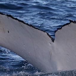 Fluke of HW-MN1101145