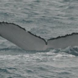 Fluke of HW-MN1101161