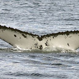 Fluke of BISON