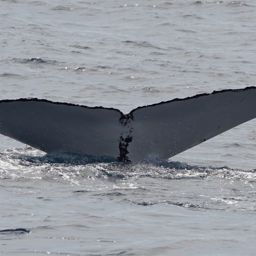 Fluke of HW-MN1101212