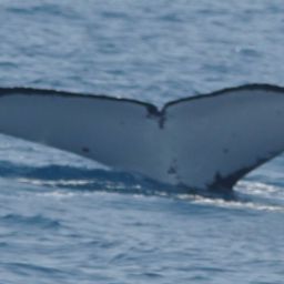 Fluke of HW-MN1101131