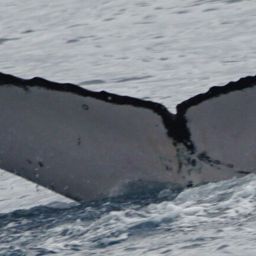 Fluke of HW-MN1101229