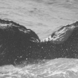 Fluke of CRC-10629