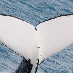 Fluke of HW-MN1101140