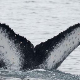 Fluke of CRC-17099