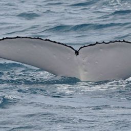 Fluke of HW-MN1101147