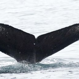 Fluke of CRC-16453