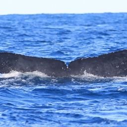 Fluke of CRC-12509