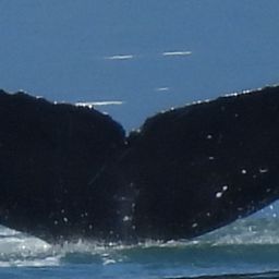 Fluke of Clyde