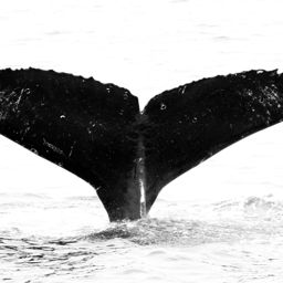Fluke of CRC-11338