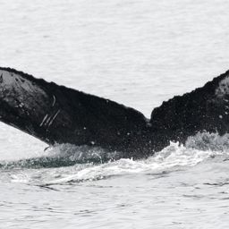 Fluke of CRC-16685
