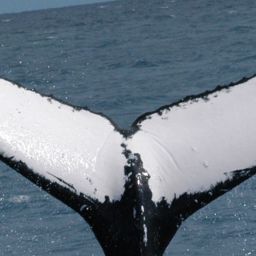 Fluke of VERITY