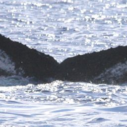 Fluke of HW-MN0441420