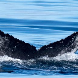 Fluke of CRC-16458