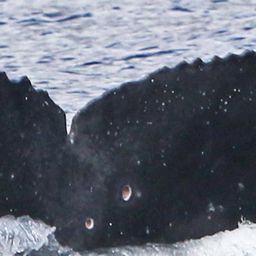 Fluke of PIFSC-HIMn_00025
