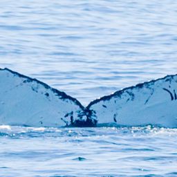Fluke of CRC-11303
