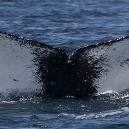 Fluke of лень