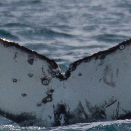 Fluke of CRC-16404