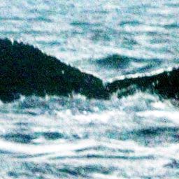 Fluke of pseudopuca