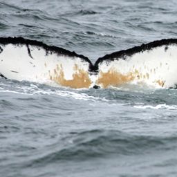 Fluke of бомбардир