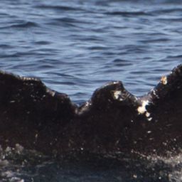 Fluke of CRC-12499