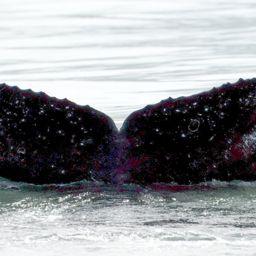 Fluke of чайник
