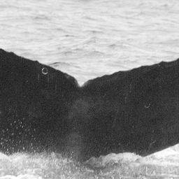 Fluke of Cleo Ludell