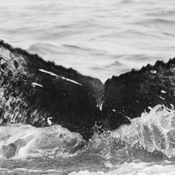 Fluke of CRC-15178