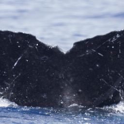 Fluke of RCHP-10RUCO577