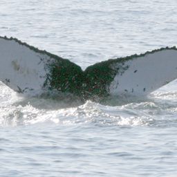 Fluke of Kelp