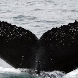 Fluke of 650_бусина