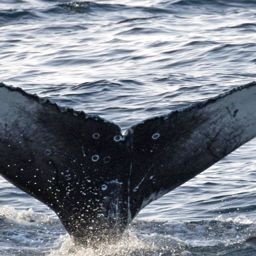 Fluke of CRC-16657