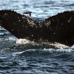 Fluke of franch_fish_2