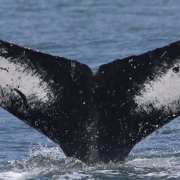 Fluke of CRC-16743