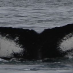 Fluke of фламинго