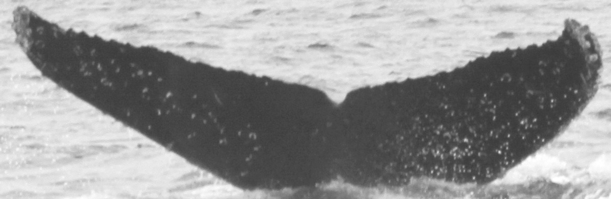 Fluke of CRC-12562
