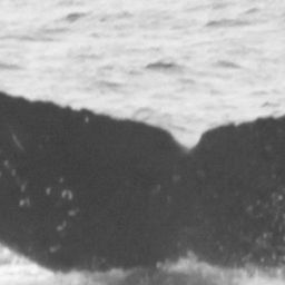 Fluke of CRC-12562
