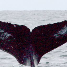 Fluke of кельт
