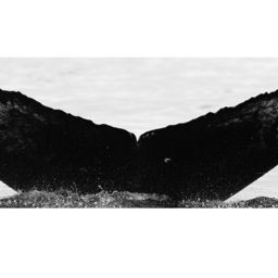 Fluke of RCHP-05RUAN066