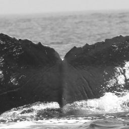 Fluke of CRC-9505