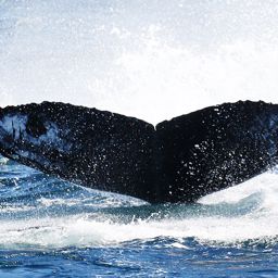 Fluke of CRC-16593